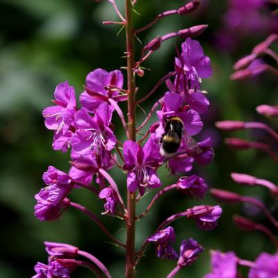 Epilobium angustifolium