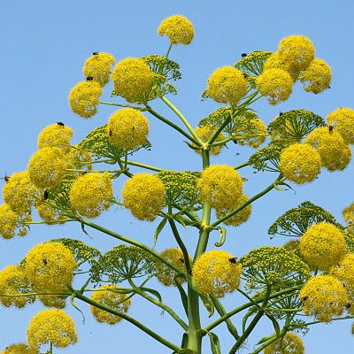 Ferula communis