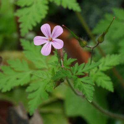 Geranium robertianum