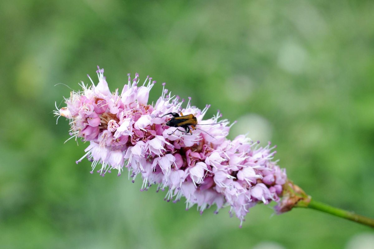 Polygonum bistorta