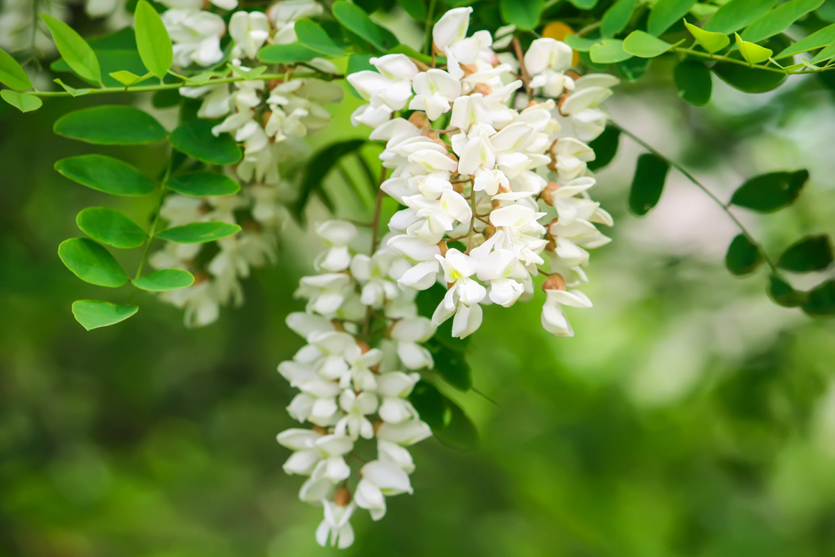 Robinia pseudoacacia