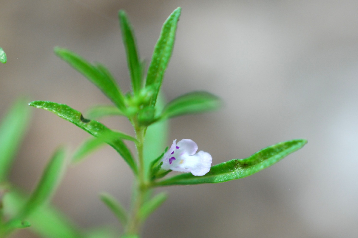 Satureja hortensis