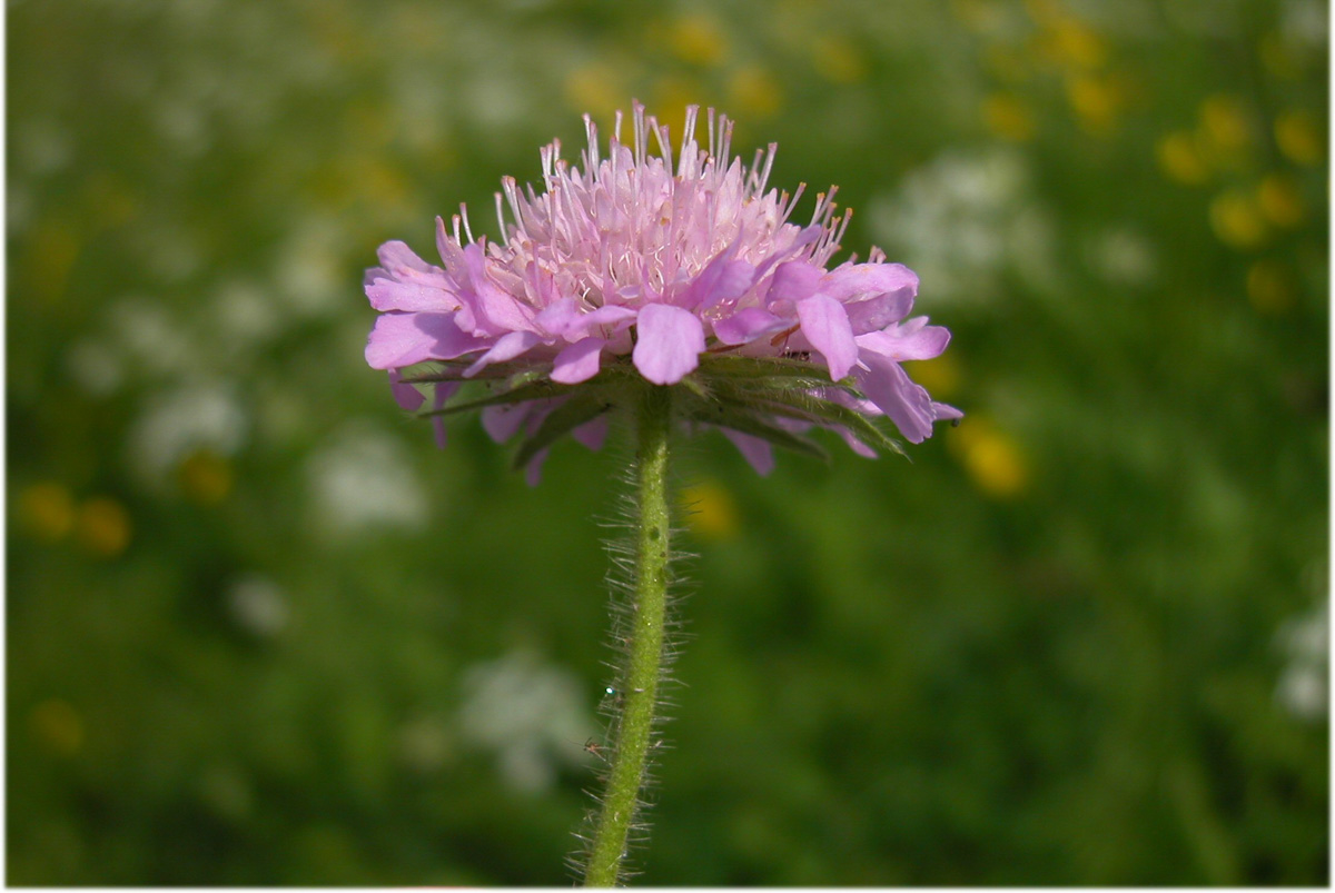 Scabiosa columbaria