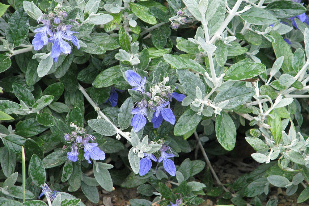 Teucrium fruticans