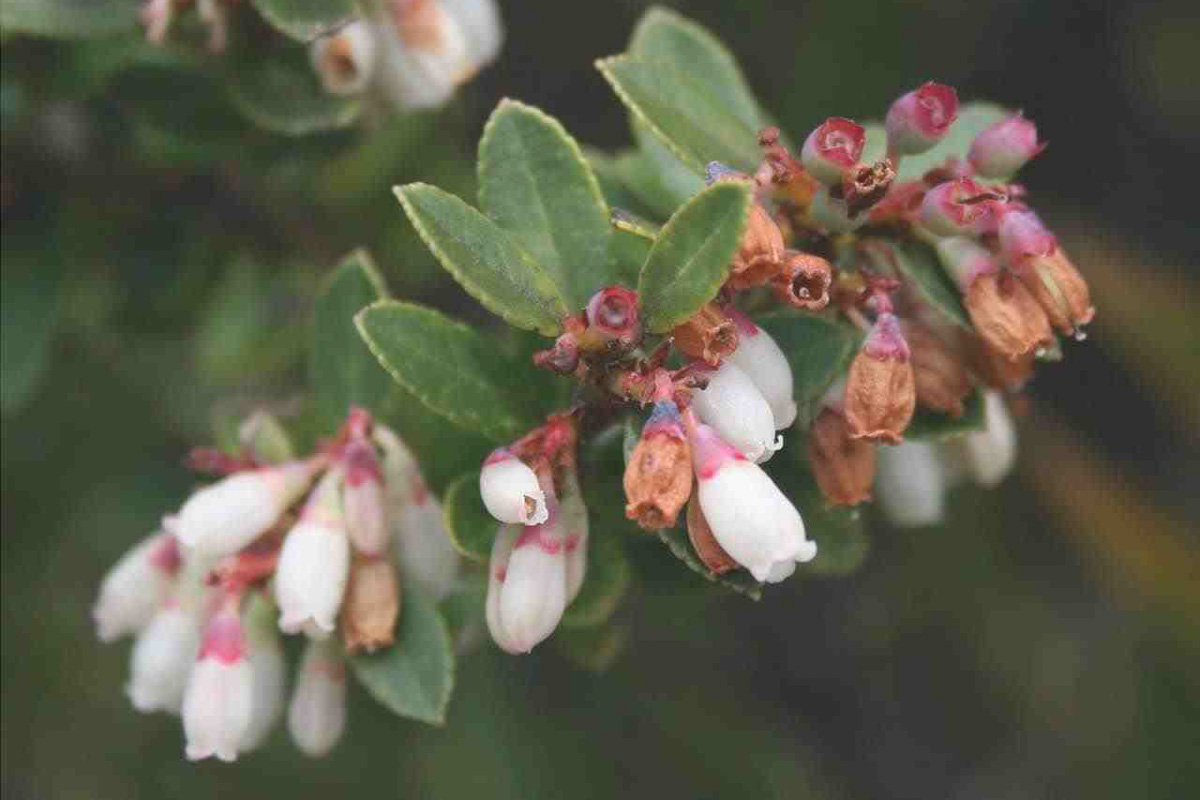 Vaccinium Floribundum